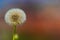 Dandelion closeup view blurred background