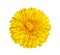 The dandelion, coltsfoot, yellow flower with yellow stamens