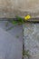 Dandelion in concrete