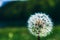 Dandelion in the countryside