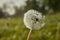 Dandelion covered with dewy drops