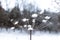 Dandelion covered in snow in a snowy forest.