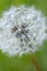 Dandelion, Cowichan Valley, Vancouver Island, British Columbia