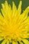 Dandelion, Cowichan Valley, Vancouver Island, British Columbia