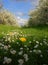 Dandelion, Daisy, Apple Tree