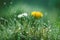 Dandelion and Daisy in the rain. Macro with beautiful bokeh.