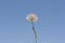 Dandelion. Dandelion fluff. Dandelion tranquil background. Clear blue sky photo