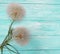 Dandelion delicate season antique holiday scene fragility old summer softness on a wooden background flimsy