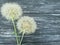 Dandelion delicate season antique scene old summer softness on a wooden background flimsy