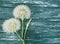 Dandelion delicate season antique softness on a wooden background flimsy