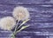 Dandelion delicate season antique summer softness on a wooden background flimsy