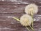 Dandelion delicate season antique on a wooden background flimsy