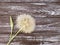 Dandelion delicate season on a wooden background flimsy