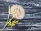 Dandelion delicate on a wooden background