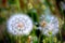 Dandelion Detail