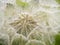 Dandelion in dew drops early in the morning, closeup