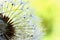 Dandelion with dewdrops against a green background