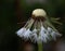 Dandelion with Dewdrops color