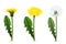 Dandelion In Different Stages Of Flowering Realistic Set