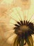 Dandelion downy head with seeds close up. Summer plant vertical picture with pasteurization. Airy and fluffy. Light brown and