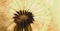 Dandelion downy head with seeds closeup. Summer floral picture with pasteurization. Airy and fluffy horizontal stories. Light