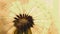 Dandelion downy head with seeds closeup. Summer floral picture with pasteurization. Airy and fluffy wallpaper. Light brown and