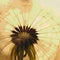 Dandelion downy head with seeds closeup. Summer floral square picture with pasteurization. Airy and fluffy. Light brown and yellow