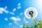 Dandelion Dreams: Nature\\\'s Whimsical Dance.