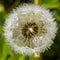 Dandelion in drops of water