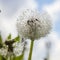 Dandelion in drops of water