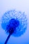 Dandelion with drops of water on a blue feulette background