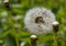 Dandelion in drops of water in sunny