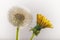 Dandelion Duo Taraxacum officinale - Flower & Seedball