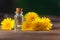 Dandelion essential oil in beautiful bottle on table