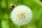 Dandelion. Extra close-up of seeded dandelion head