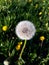 Dandelion. Extra close-up of seeded dandelion head at the yellow dandelion meadow on the green background