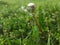 dandelion faded meadow