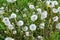 A dandelion faded in the meadow