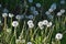 A dandelion faded in the meadow