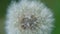 Dandelion faded with seeds fluffy very close up