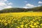 Dandelion Field