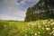 Dandelion field