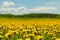 Dandelion field and blue sky