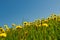 Dandelion field and blue sky