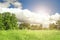 Dandelion field,blue sky and sunlight