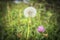 Dandelion among field flowers