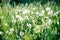 Dandelion field. fluffy dandelion. Part of a meadow, dandelions in the background. Beautiful white dandelion flowers in green