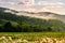 Dandelion field at foggy sunrise in mountains