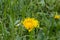 Dandelion in a field of green grass