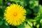 Dandelion in a field of green grass. Spring background